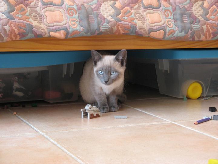 2007-03 Saphir 001.jpg